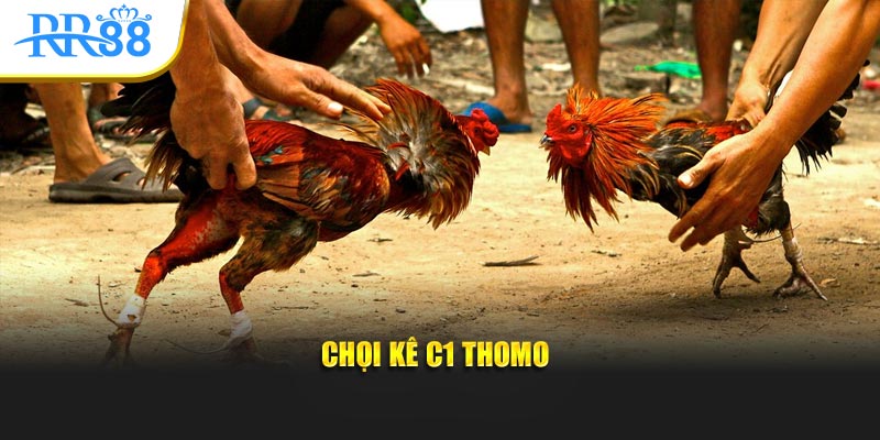 Chọi kê C1 Thomo